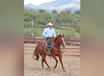 Caballo cuarto de milla, Caballo castrado, 5 años, 155 cm