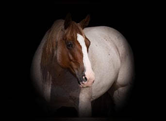 Caballo cuarto de milla, Caballo castrado, 5 años, 155 cm, Ruano alazán