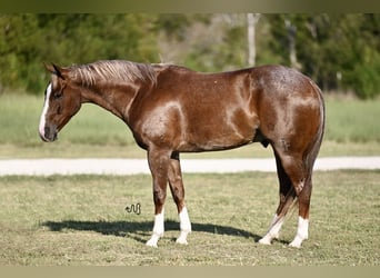 Caballo cuarto de milla, Caballo castrado, 5 años, 155 cm, Ruano alazán