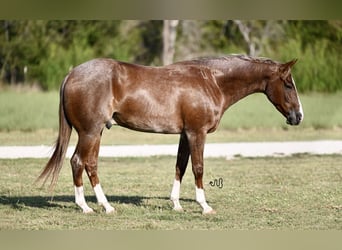 Caballo cuarto de milla, Caballo castrado, 5 años, 155 cm, Ruano alazán