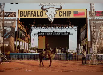 Caballo cuarto de milla, Caballo castrado, 5 años, 155 cm, Tordo