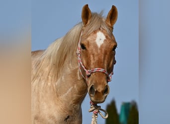 Caballo cuarto de milla, Caballo castrado, 5 años, 156 cm, Palomino