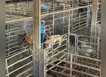 Caballo cuarto de milla, Caballo castrado, 5 años, 157 cm, Bayo