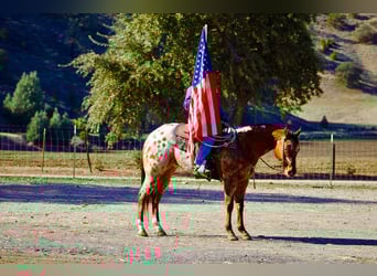 Caballo cuarto de milla, Caballo castrado, 5 años, 157 cm, Buckskin/Bayo
