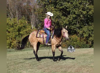 Caballo cuarto de milla, Caballo castrado, 5 años, 157 cm, Buckskin/Bayo