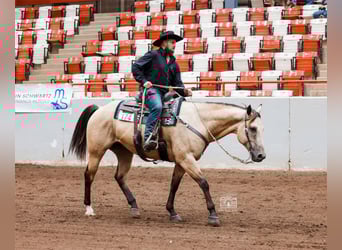 Caballo cuarto de milla, Caballo castrado, 5 años, 157 cm, Buckskin/Bayo