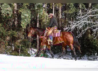 Caballo cuarto de milla, Caballo castrado, 5 años, 157 cm, Castaño rojizo