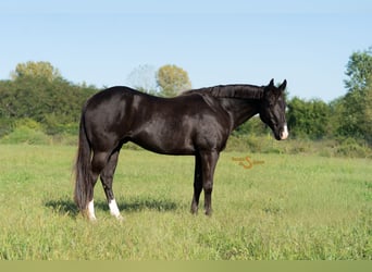 Caballo cuarto de milla, Caballo castrado, 5 años, 157 cm, Negro