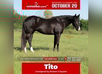 Caballo cuarto de milla, Caballo castrado, 5 años, 157 cm, Negro