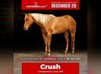 Caballo cuarto de milla, Caballo castrado, 5 años, 157 cm, Palomino