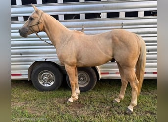 Caballo cuarto de milla, Caballo castrado, 5 años, 157 cm, Palomino