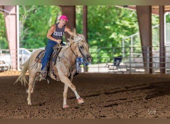 Caballo cuarto de milla, Caballo castrado, 5 años, 157 cm, Palomino