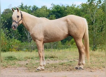 Caballo cuarto de milla, Caballo castrado, 5 años, 157 cm, Palomino
