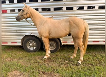 Caballo cuarto de milla, Caballo castrado, 5 años, 157 cm, Palomino