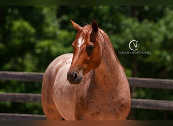 Caballo cuarto de milla, Caballo castrado, 5 años, 157 cm, Ruano alazán