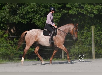 Caballo cuarto de milla, Caballo castrado, 5 años, 157 cm, Ruano alazán