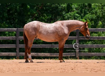 Caballo cuarto de milla, Caballo castrado, 5 años, 157 cm, Ruano alazán