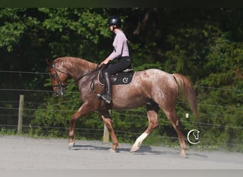 Caballo cuarto de milla, Caballo castrado, 5 años, 157 cm, Ruano alazán