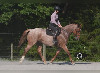 Caballo cuarto de milla, Caballo castrado, 5 años, 157 cm, Ruano alazán