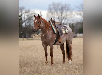 Caballo cuarto de milla, Caballo castrado, 5 años, 157 cm, Ruano alazán