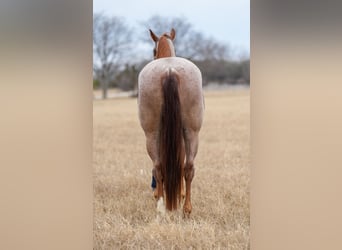 Caballo cuarto de milla, Caballo castrado, 5 años, 157 cm, Ruano alazán