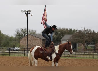 Caballo cuarto de milla, Caballo castrado, 5 años, 157 cm, Tobiano-todas las-capas
