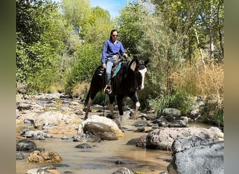 Caballo cuarto de milla, Caballo castrado, 5 años, 157 cm, Tobiano-todas las-capas