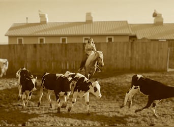 Caballo cuarto de milla Mestizo, Caballo castrado, 5 años, 157 cm, Tordo