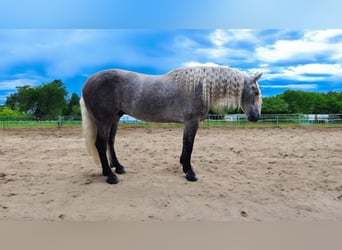 Caballo cuarto de milla Mestizo, Caballo castrado, 5 años, 157 cm, Tordo