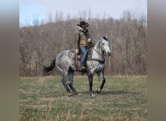 Caballo cuarto de milla, Caballo castrado, 5 años, 157 cm, Tordo rodado