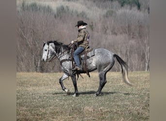 Caballo cuarto de milla, Caballo castrado, 5 años, 157 cm, Tordo rodado