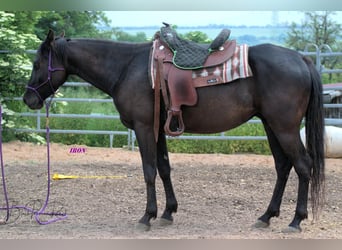 Caballo cuarto de milla, Caballo castrado, 5 años, 158 cm, Negro