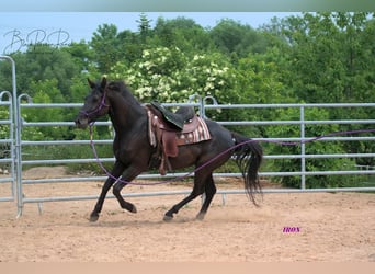 Caballo cuarto de milla, Caballo castrado, 5 años, 158 cm, Negro