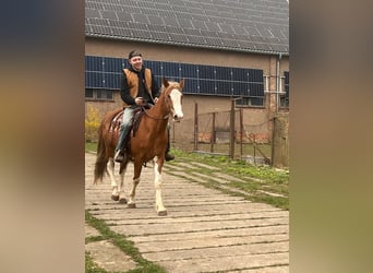 Caballo cuarto de milla Mestizo, Caballo castrado, 5 años, 158 cm, Pío