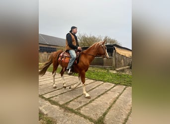 Caballo cuarto de milla Mestizo, Caballo castrado, 5 años, 158 cm, Pío