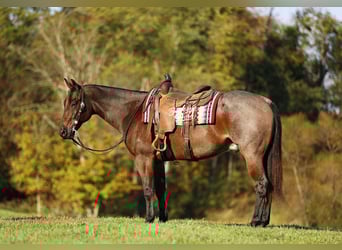 Caballo cuarto de milla, Caballo castrado, 5 años, 160 cm, Castaño-ruano