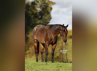 Caballo cuarto de milla, Caballo castrado, 5 años, 160 cm, Castaño-ruano