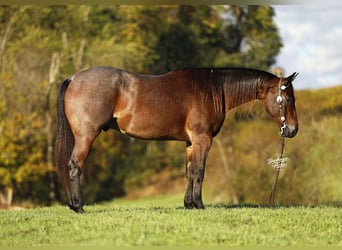 Caballo cuarto de milla, Caballo castrado, 5 años, 160 cm, Castaño-ruano