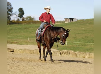 Caballo cuarto de milla, Caballo castrado, 5 años, 160 cm, Castaño-ruano