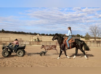 Caballo cuarto de milla, Caballo castrado, 5 años, 160 cm, Negro