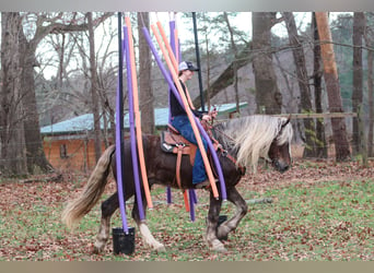 Caballo cuarto de milla Mestizo, Caballo castrado, 5 años, 160 cm, Palomino