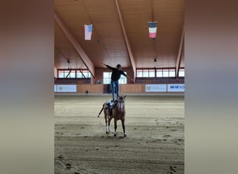 Caballo cuarto de milla, Caballo castrado, 5 años, 160 cm