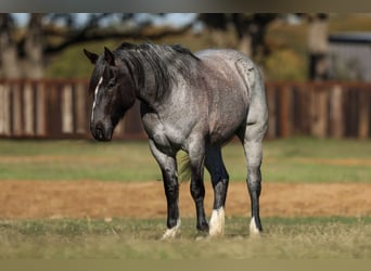 Caballo cuarto de milla, Caballo castrado, 5 años, 160 cm, Ruano azulado