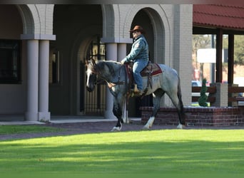 Caballo cuarto de milla, Caballo castrado, 5 años, 160 cm, Ruano azulado