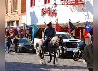 Caballo cuarto de milla, Caballo castrado, 5 años, 160 cm, Ruano azulado