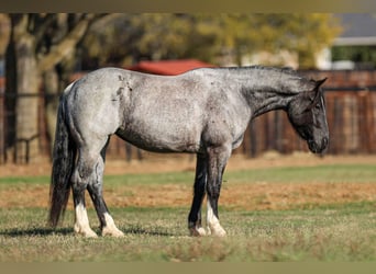 Caballo cuarto de milla, Caballo castrado, 5 años, 160 cm, Ruano azulado