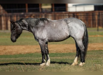 Caballo cuarto de milla, Caballo castrado, 5 años, 160 cm, Ruano azulado