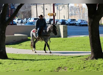Caballo cuarto de milla, Caballo castrado, 5 años, 160 cm, Ruano azulado