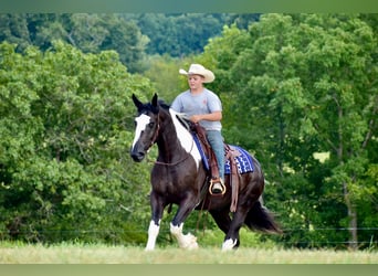 Caballo cuarto de milla Mestizo, Caballo castrado, 5 años, 163 cm