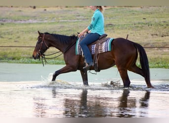 Caballo cuarto de milla, Caballo castrado, 5 años, 163 cm
